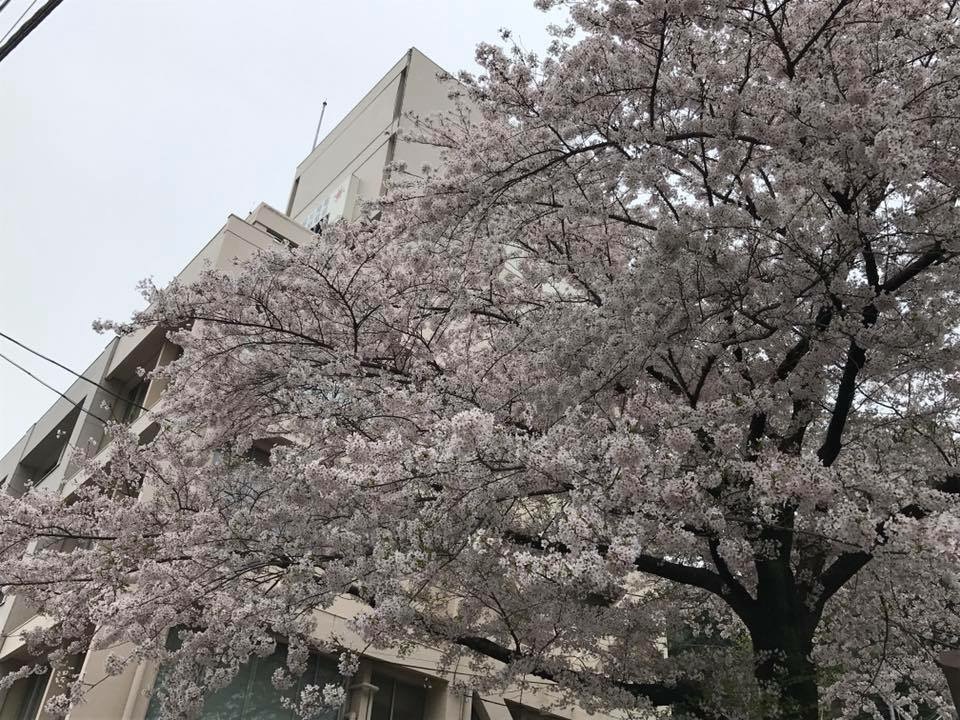 党本部横の桜も満開です！