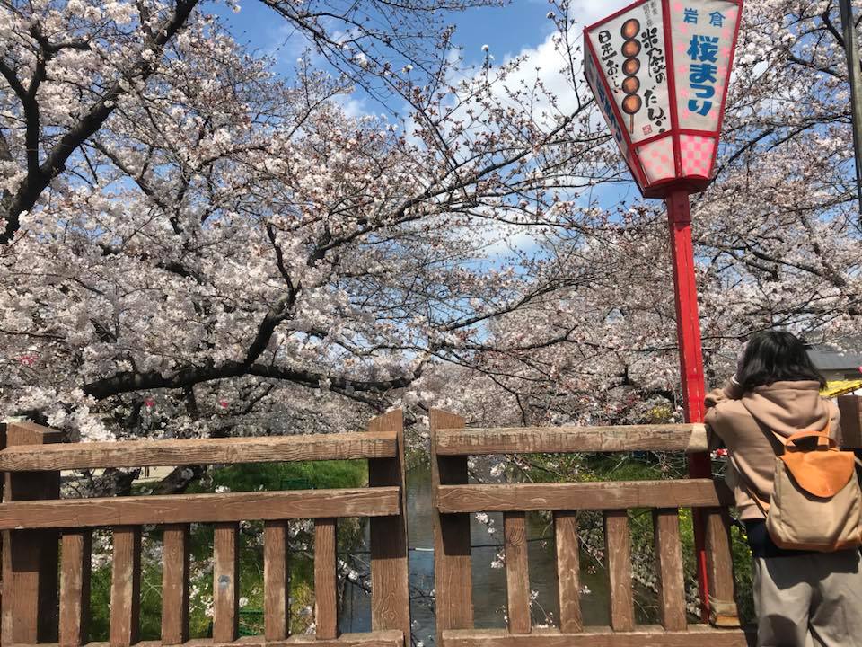 岩倉市内の桜の名所、五条川の満開の桜