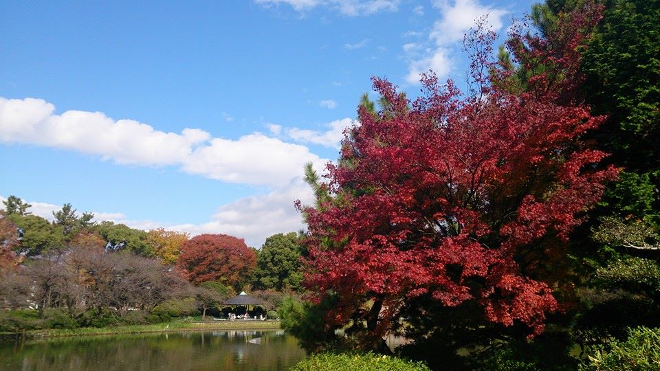 鮮やかな紅葉の名城公園