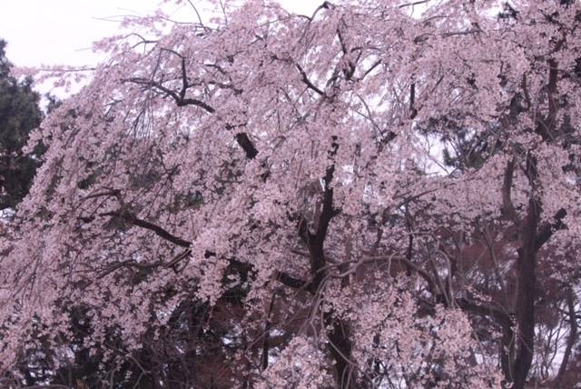 この季節は桜が楽しみを与えてくれますね
