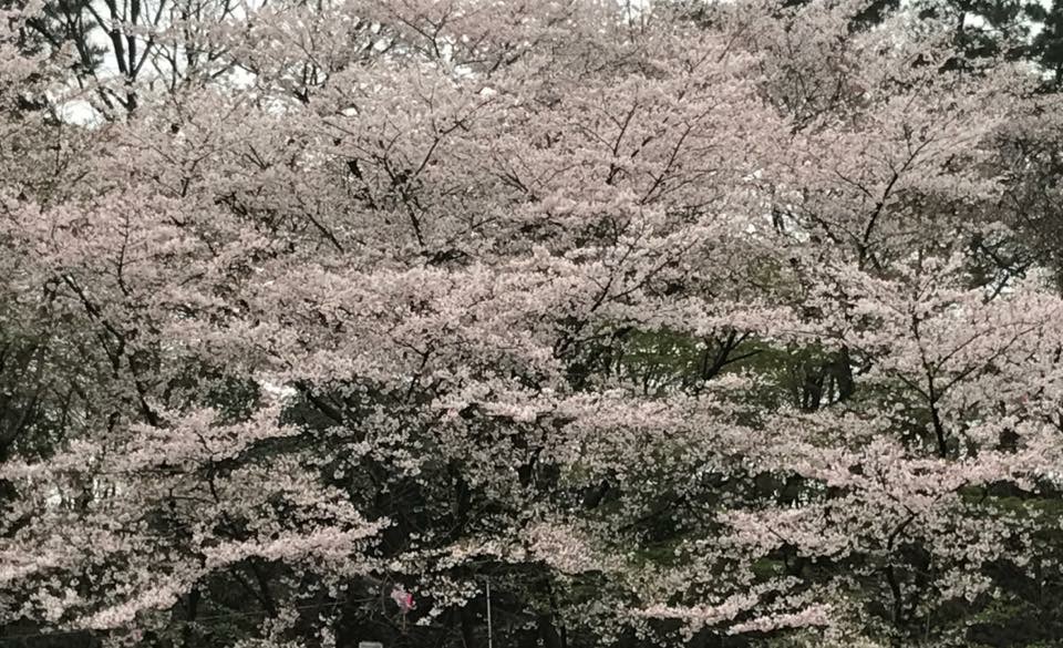 飛鳥山の桜に見送られて、富山へ