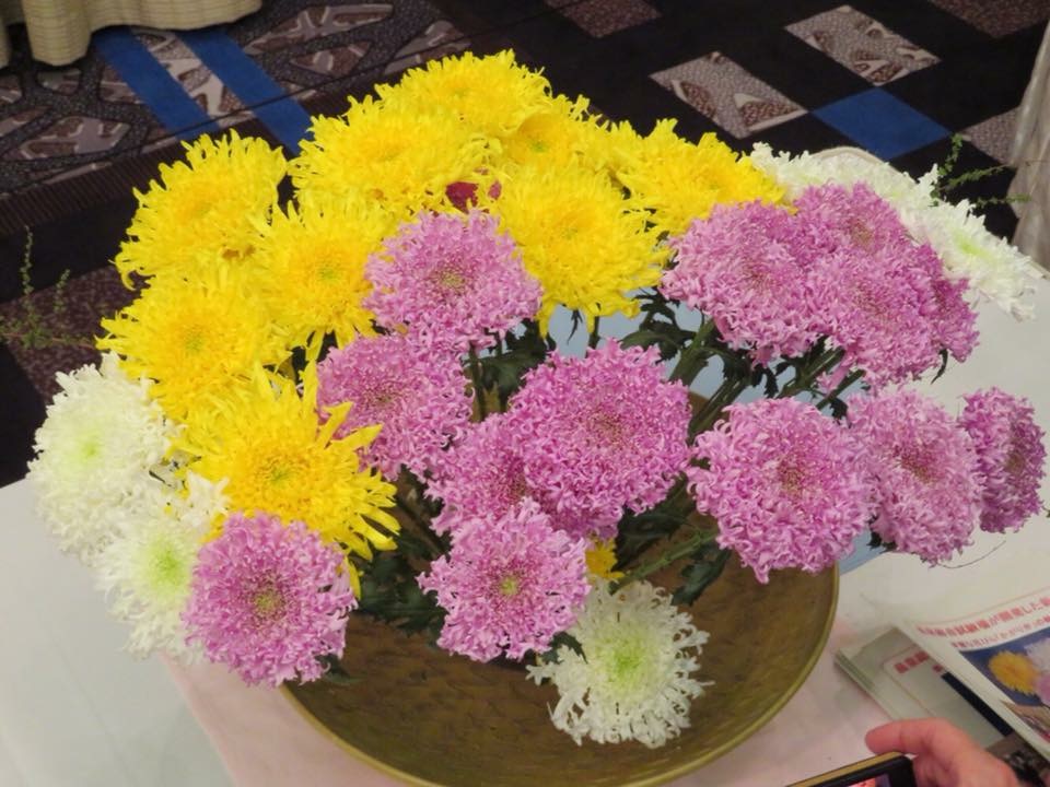 「かがり弁菊」！ 花びらの繊細な先端に特徴が。 新品種で、これから市場に出回ります