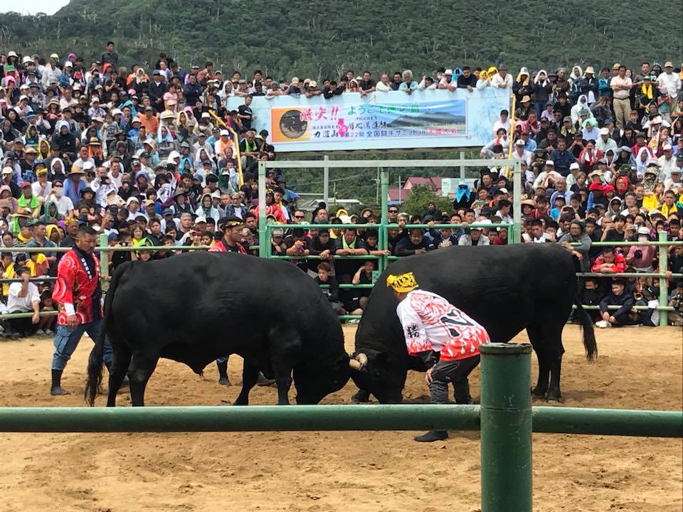 全国闘牛サミットが鹿児島県徳之島の天城町で開催